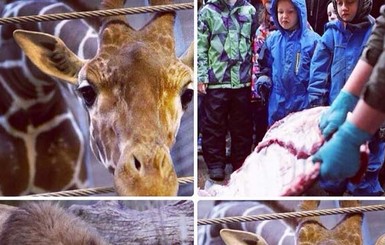 Рамзан Кадыров переживает за датского жирафа и готов спасти его