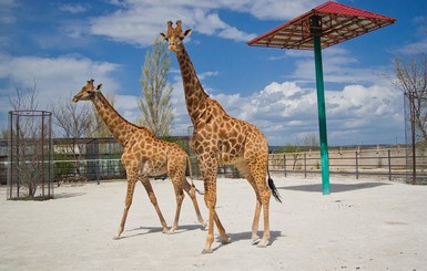 Летом в Крым привезут двух жирафов