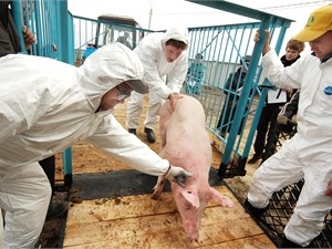 Россия снова начнет покупать мясо в Луганской области