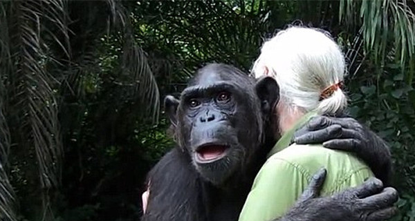 Кадры прощания шимпанзе с людьми взорвали Интернет 