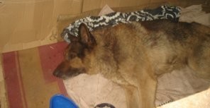 В Запорожье собака выжила после того, как ее переехали три поезда