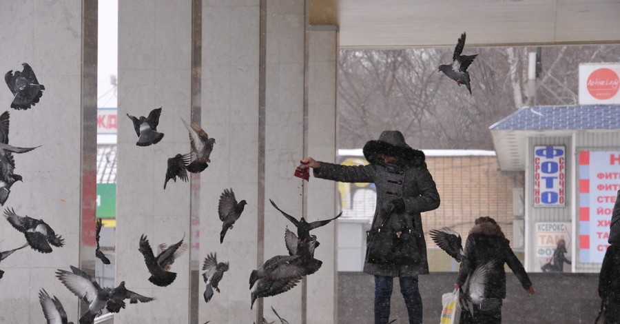 У киевских птиц начался феврапрель