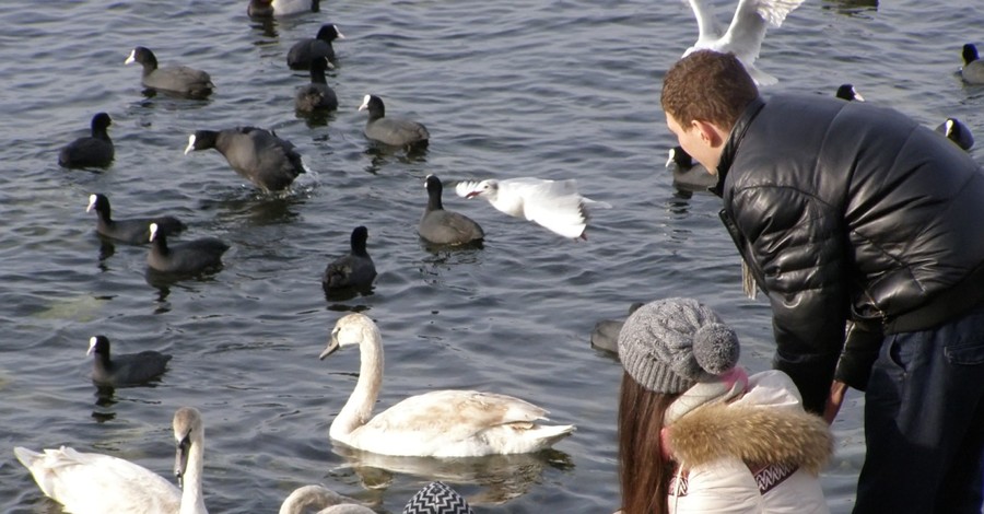 В Севастопольскую бухту прилетели лебеди 