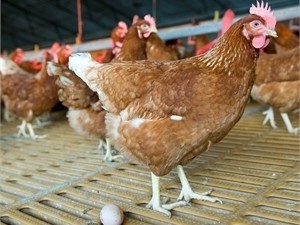 Китай увеличит поставки украинской курятины