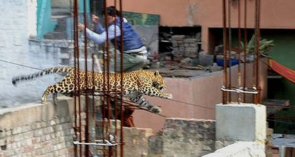 В Индии леопард парализовал жизнь целого города