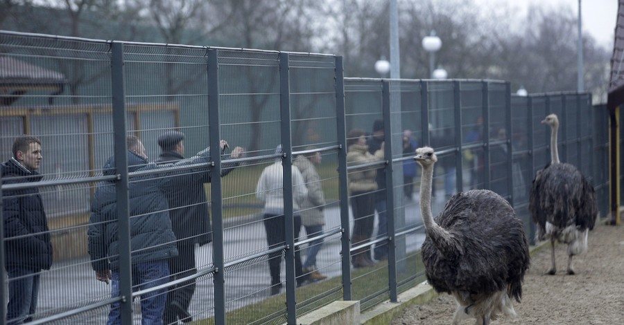 Зверей из Межигорья - на карантин