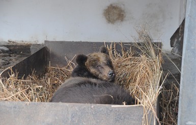 В запорожском зоопарке родился медвежонок