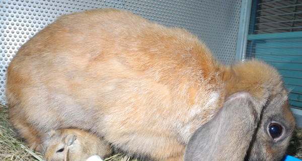 В днепропетровском зоомагазине подружились мышка и крольчиха