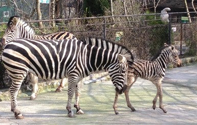 Зебру, родившуюся в крымском зоопарке, назвали Россия