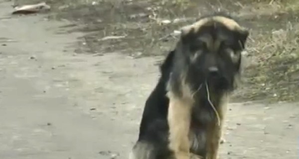 В Запорожье бездомная собака два месяца ходит с металлической петлей на шее