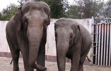 Днепропетровские музыканты кинулись спасать слониху из Харьковского зоопарка