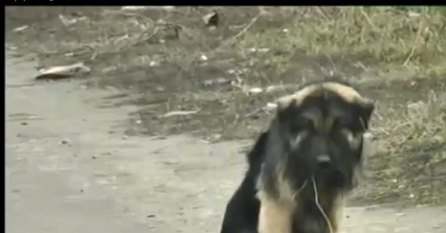 Неуловимую запорожскую собаку с металлической петлей на шее ветеринары готовы лечить бесплатно