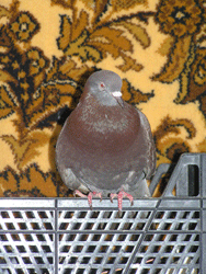 Влюбленные голуби высиживают яйца прямо в квартире 