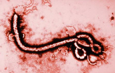 Гвинею терроризирует лихорадка Эбола