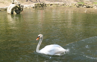 Во Львове на Стрыйское  и Левандовское озера выпустили лебедей