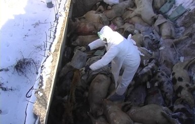 Луганским селянам не заплатили за истребленных из-за африканской чумы свиней
