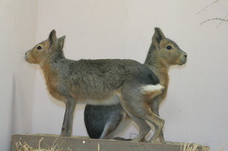 В Харьковском зоопарке родился патагонский заяц