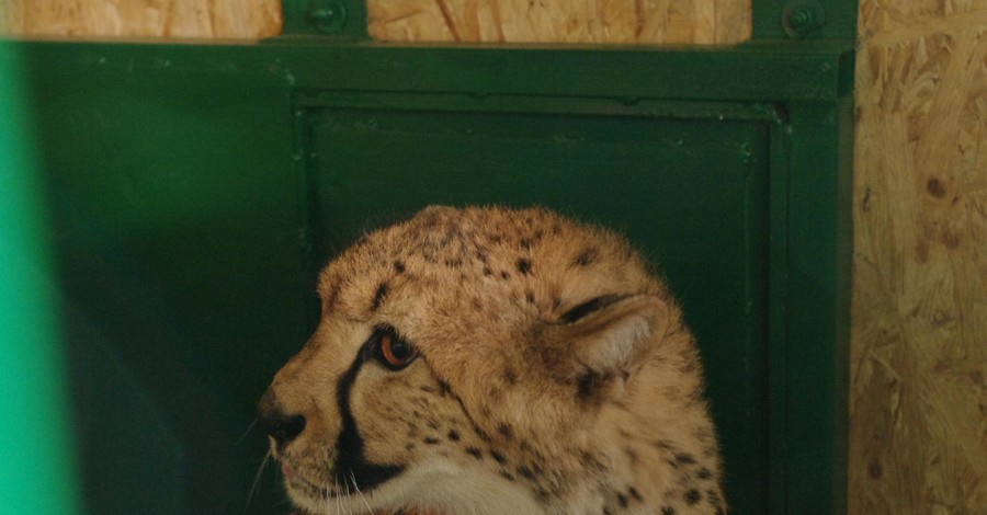 В Бердянске поселился уникальный гепард