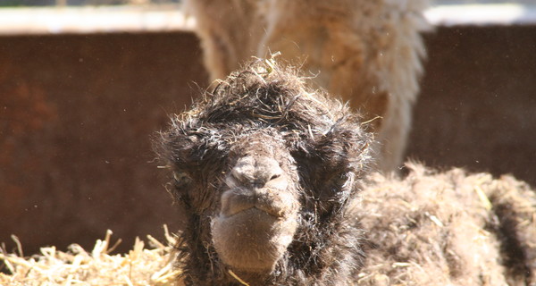 В одесском зоопарке родился 15-килограммовый верблюжонок