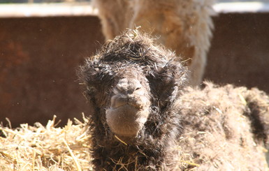 В одесском зоопарке родился 15-килограммовый верблюжонок