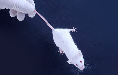 Российские ученые: Ген мыши спасет шахтеров от токсинов