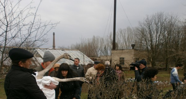 В Запорожской области лебеди настолько привыкли к детям, что не захотели улетать на свободу