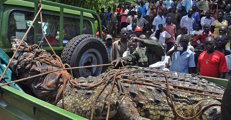 В Уганде поймали огромного крокодила-людоеда
