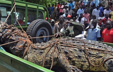 В Уганде поймали огромного крокодила-людоеда