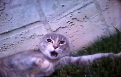 В Интернете появилось видео драки котов глазами одного из участников