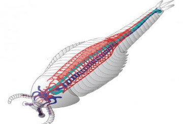 Ученые обнаружили новый вид ископаемых ракообразных