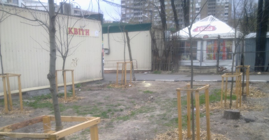 В Киеве скандальным деревьям дали новую жизнь