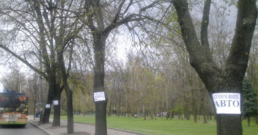 В Киеве к деревьям массово прибивают рекламные объявления