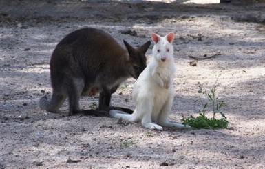 Малыш самки одесской кенгуру оказался альбиносом