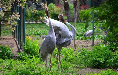 В Одесском зоопарке появились самые высокие журавли в мире 