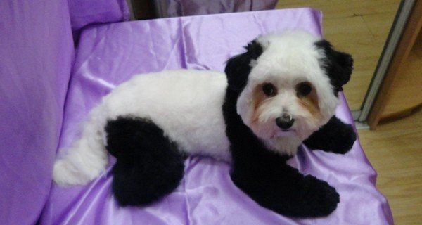 Одесская мастерица перекрасили щенка в панду