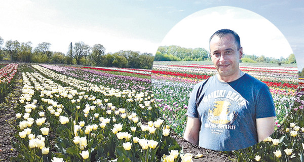 Инженер-электрик вырастил под Черновцами поле тюльпанов 