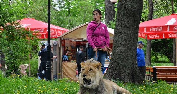 В центре Киева по парку гуляет лев