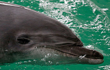 В Уэльсе дельфин умер от обжорства