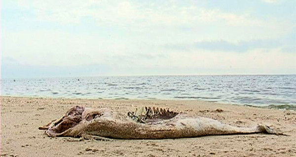 На берегу Азовского моря нашли погибшего маленького дельфина