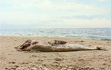 На берегу Азовского моря нашли погибшего маленького дельфина