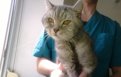 В Днепропетровске ветеринары спасли трехлапого кота
