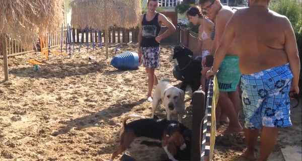 В Италии открыли собачий пляж