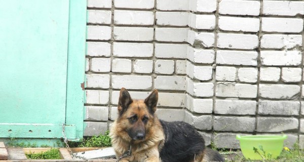 В Мелитополе собакам-пограничникам негде жить 