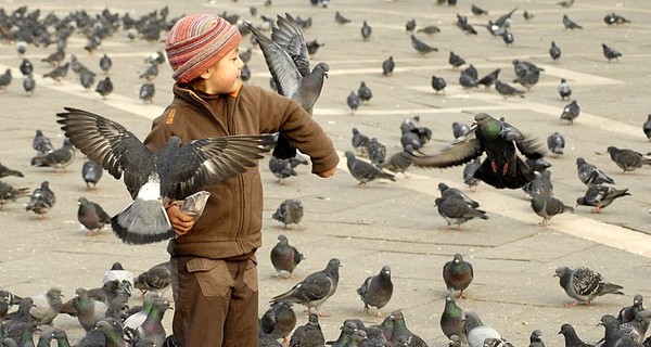 В столице Австрии запретили кормить голубей
