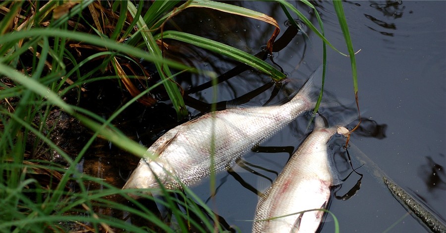 На Львовщине в Западном Буге погибла рыба