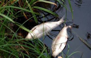 На Львовщине в Западном Буге погибла рыба