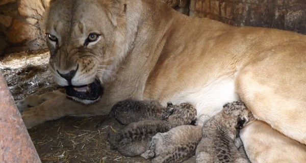 Уникальный случай: запорожская львица родила пять котят