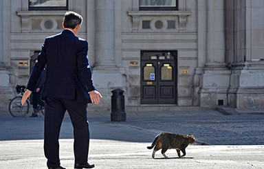 Кошку британского министра финансов вернули после пропажи