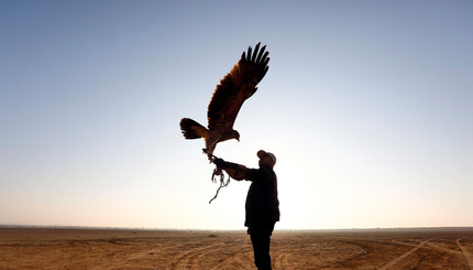 Орлы и соколы устроили яркое шоу в египетской пустыне
