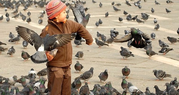 В Чехии кормление голубей стало незаконным